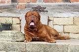 DOGUE DE BORDEAUX 075